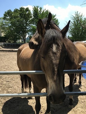 仲良くくつろぐ馬達
