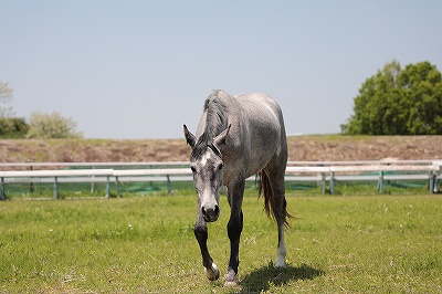 のんびり愛情で育った乗馬