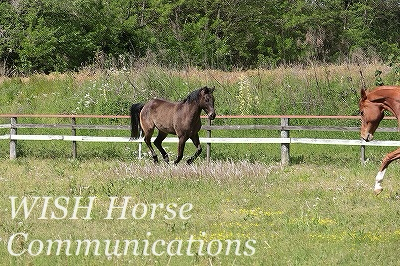 ナチュラル乗馬