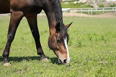 馬を大切にする乗馬クラブ
