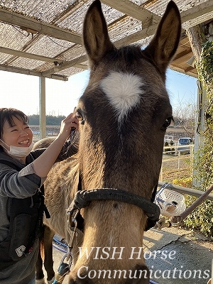 夢の乗馬