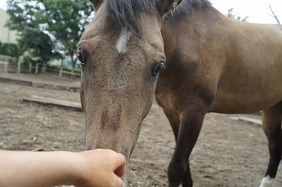 馬との会話