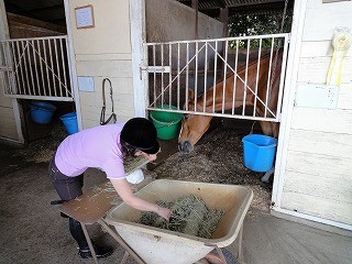 馬にえさやり体験