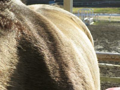 青き衣をまといて金色の野に降り立つべし 柏エリアの乗馬 ウィッシュホースコミュニケーションズ 青き衣をまといて金色の野に降り立つべし 柏エリアの乗馬 ウィッシュホースコミュニケーションズ