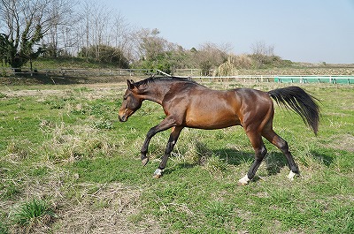 馬の管理ならおまかせ