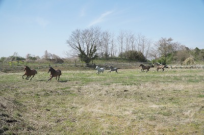 自由に駆け回る馬達