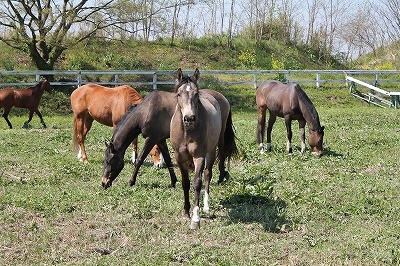 質の良い馬、安心な乗馬