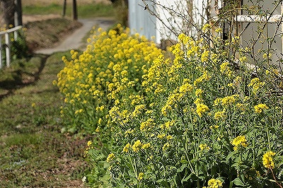 菜の花乗馬