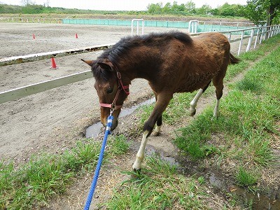 新馬調教　馬が歩かないときは引っ張らない