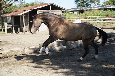 馬が私の魂