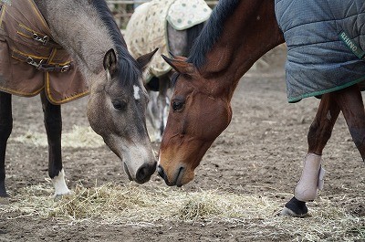 仲良しの馬たち