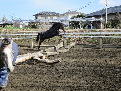 馬と信頼関係を築く