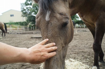 馬との会話