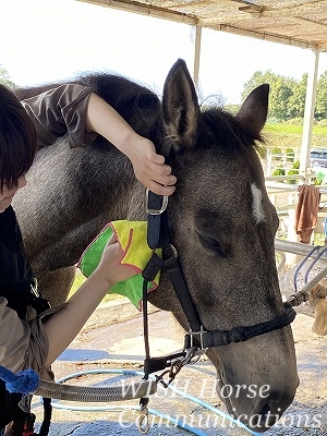 上手な馬の手入れ方法