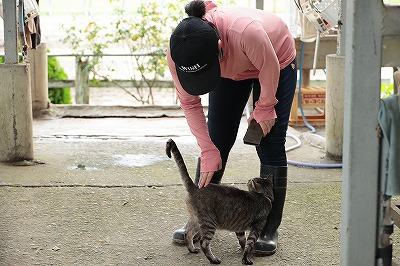 乗馬クラブの猫