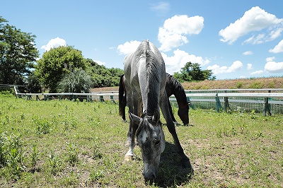 夏乗馬