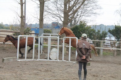 馬の調教方法