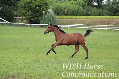 乗馬の子馬