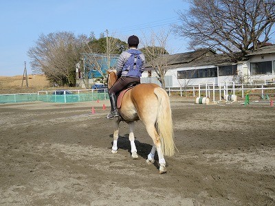 優しい馬たちに囲まれて