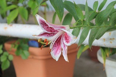 ユリの花が今年も咲いた！