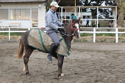 子馬の育て方