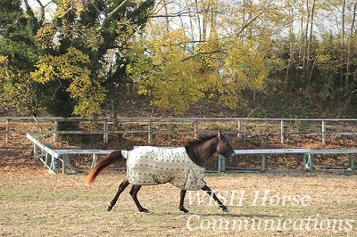 紅葉をかける乗馬