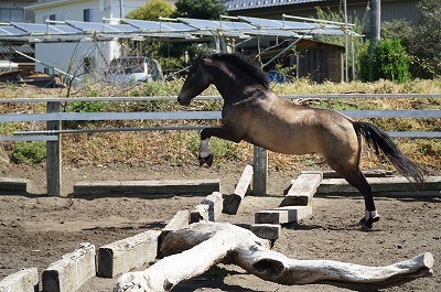 生き生きとした馬の飛越