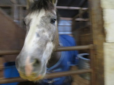 馬の満足げな表情