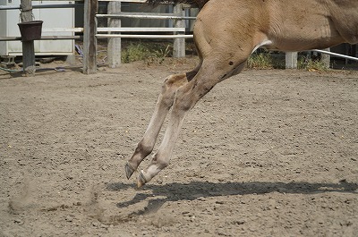 ミラーレスの限界