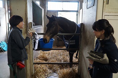 乗馬は馬が主役