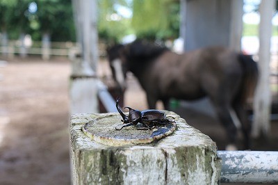 夏時間のお知らせ