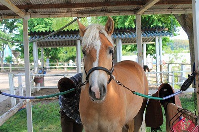 キラキラの馬達