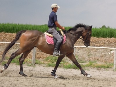 乗馬では一歩ごとに脚を使うべきか