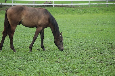 のびのび育つ子馬
