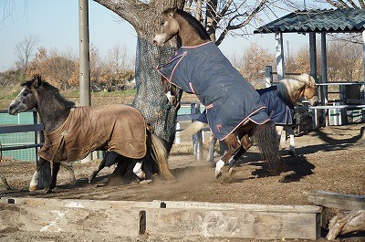 起き上がった馬