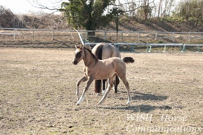 素晴らしいプロポーション
