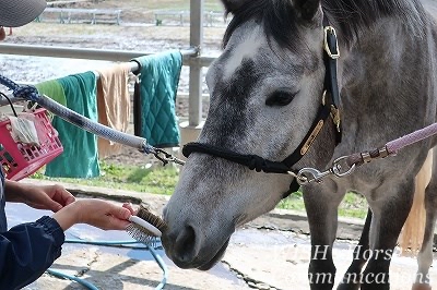 馬の話が伝わる乗馬