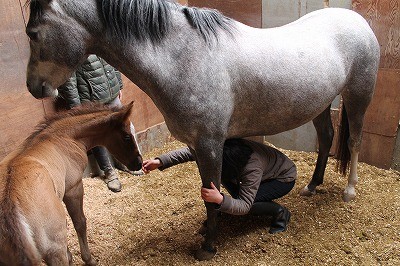 子馬の気持ちを体験