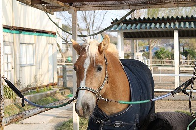 キラキラロイ君