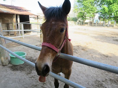 新馬調教　馬の言葉