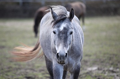 馬の信頼の視線