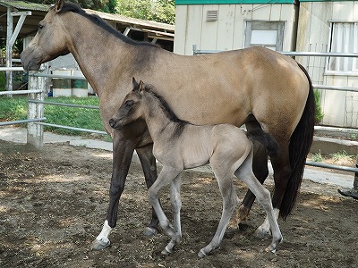 ウィッシュホースコミュニケーションズの生産馬