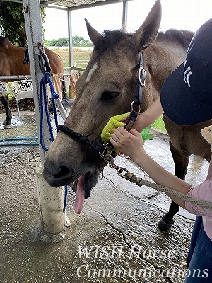 馬を気持ち良くする手入れ