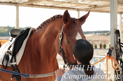 愛情の乗馬