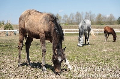 放牧場のある乗馬クラブ