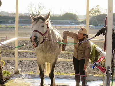 馬の上手な手入れ方法