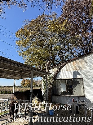 乗馬　牧場