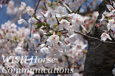 桜の成長