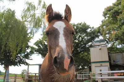 自然な馬の表情