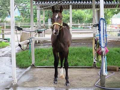 磨き上げられた子馬